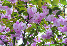 樱花  