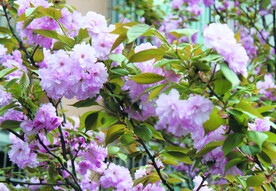 樱花 