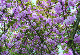 樱花 
