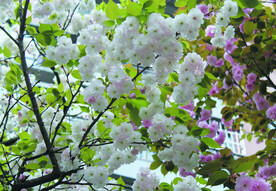樱花   