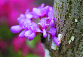 紫荆花   