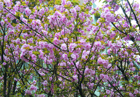 樱花