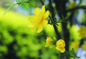 迎春花    