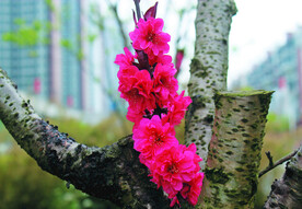 桃花