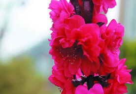 桃花 