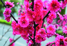 桃花  