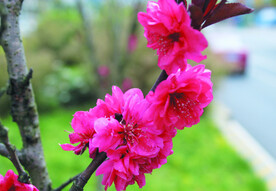 桃花  