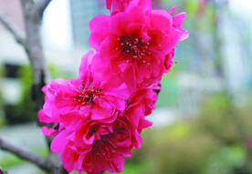 桃花 