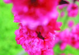 桃花  