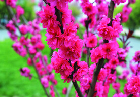桃花 