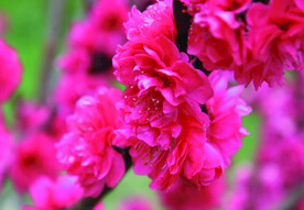 桃花  