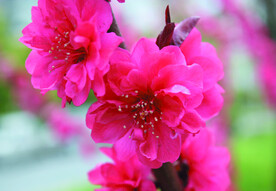桃花 