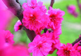桃花  