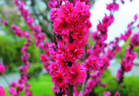 桃花 