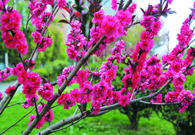 桃花 