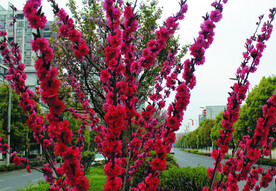 桃花  