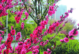 桃花  