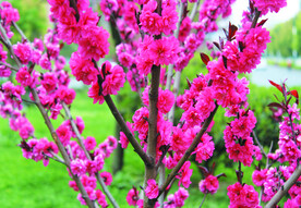 桃花  
