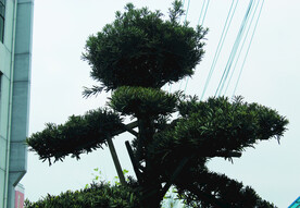 树   