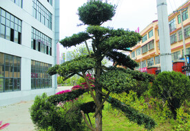 树