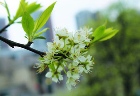 春天   花