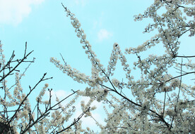 春天  花