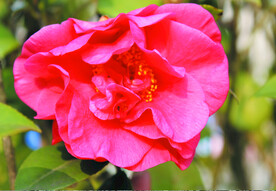 茶花