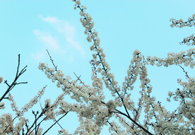 春天  花