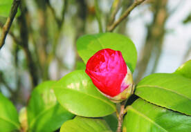 茶花