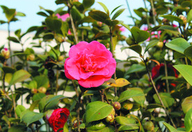 茶花