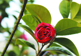 茶花