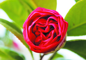 茶花