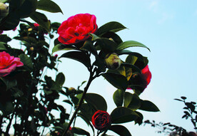 茶花