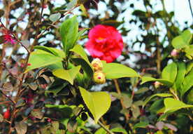 茶花