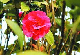 茶花