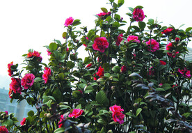 茶花