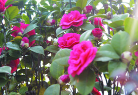 茶花
