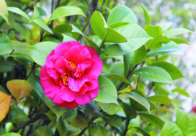 茶花