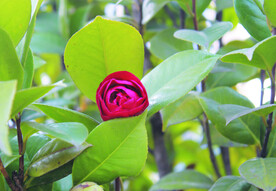 茶花