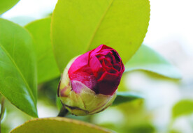 茶花