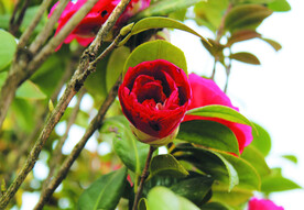 茶花