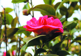 茶花