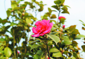 茶花