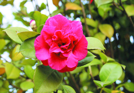 茶花