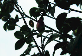 茶花