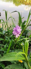 水葫芦