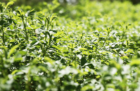 绿色植物