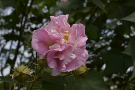 芙蓉花
