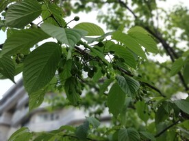 樱花树果