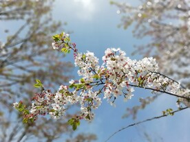 樱花 